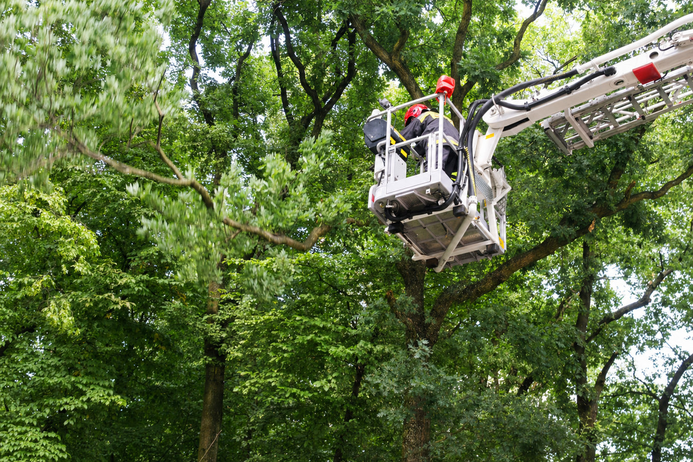 Commercial tree service in East San Gabriel, CA