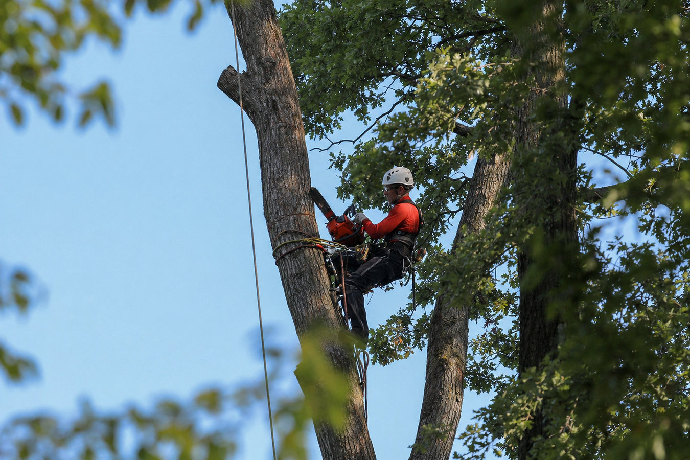 Tree removal in East San Gabriel, CA